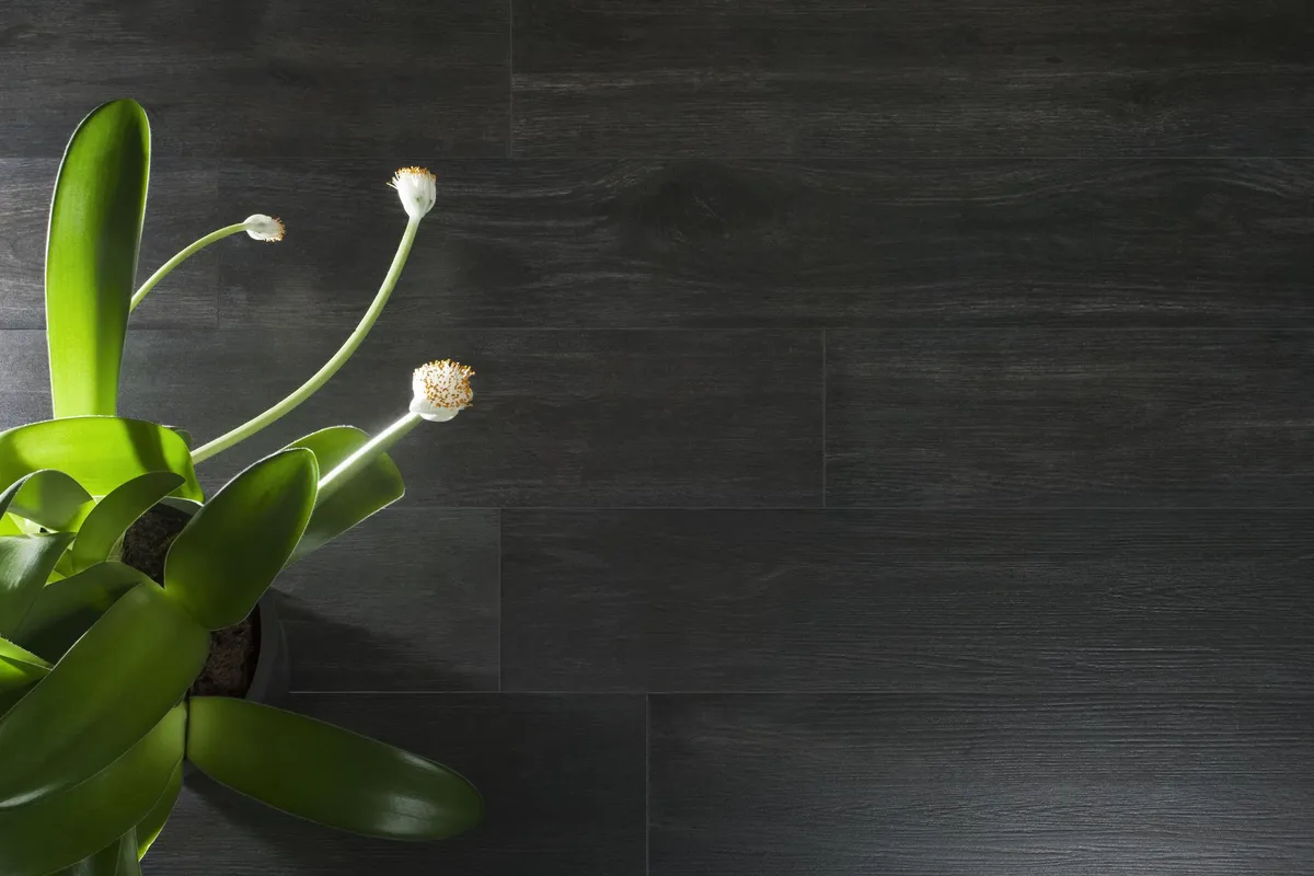 Hardwood Emigres — 5