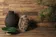 FS Wild Peronda — фото 2