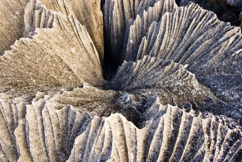 Madagascar Venis — 4
