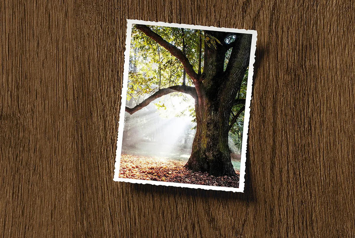 Heartwood Atlas Concorde Italy — 30