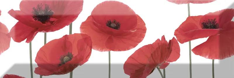 Decor Poppy 04 — 1